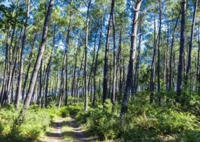 De Charme Entre Pins,golf Et Ocean
